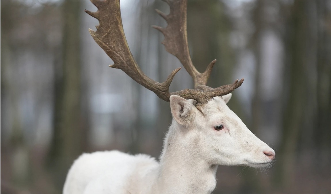 wildpark frankenhof photo 1