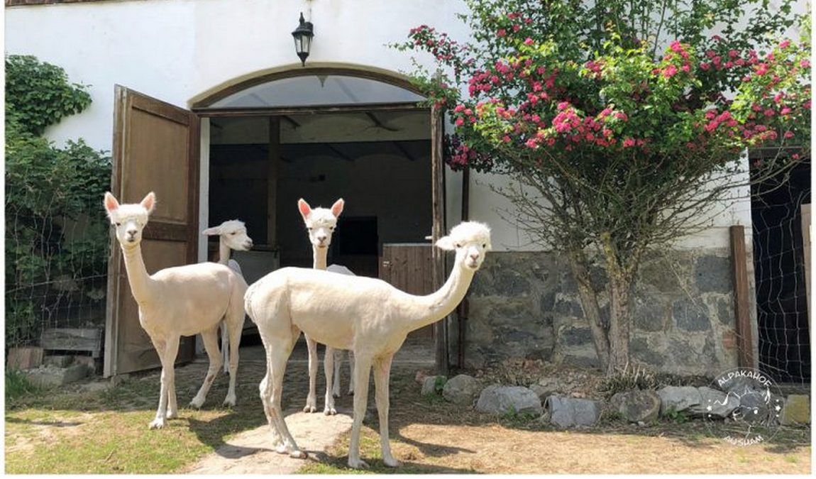 alpakahof ausham photo 7