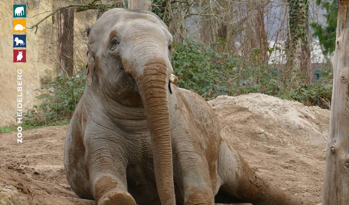 heidelberg zoo photo 5