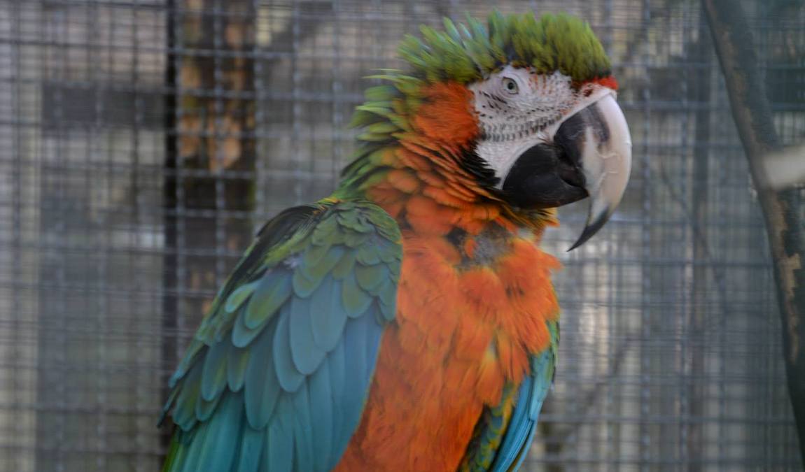 bird park schifferstadt photo 5