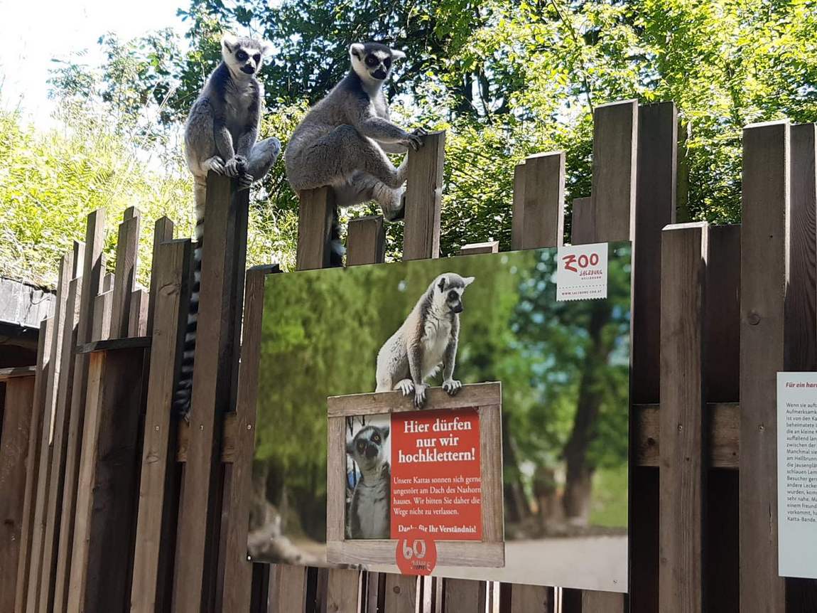 salzburg zoo photo 1