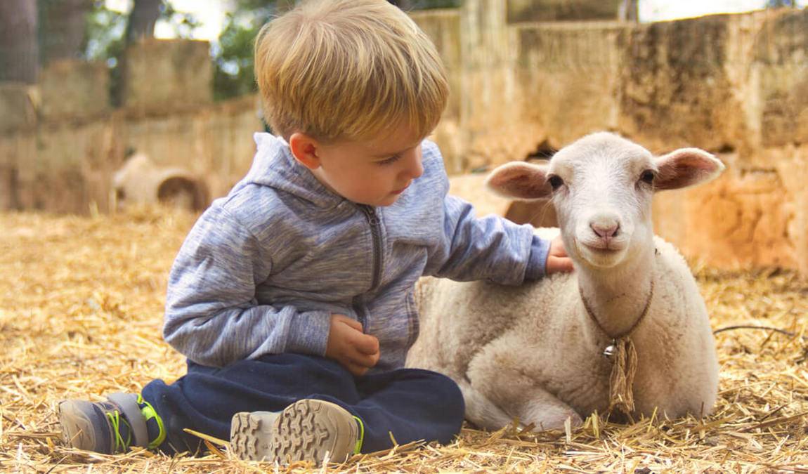 fresopolis mallorca photo 1