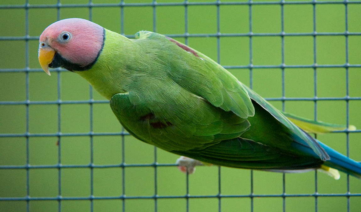 vogelpark turnersee photo 6