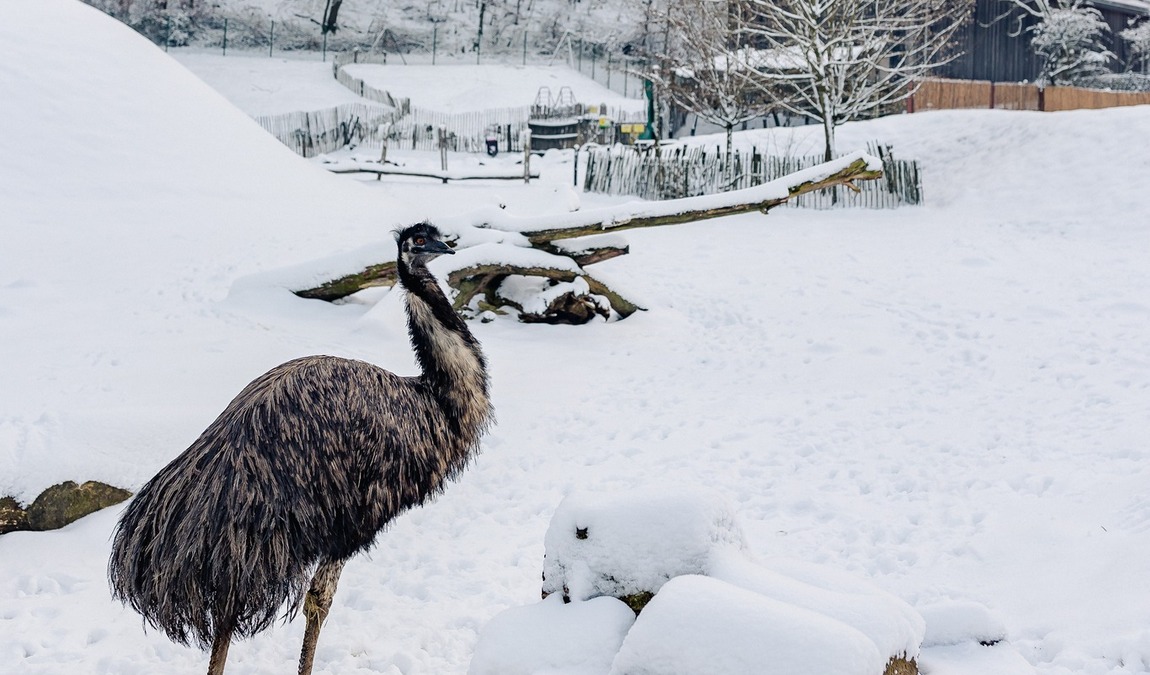 bird park heiligenkirchen photo 2