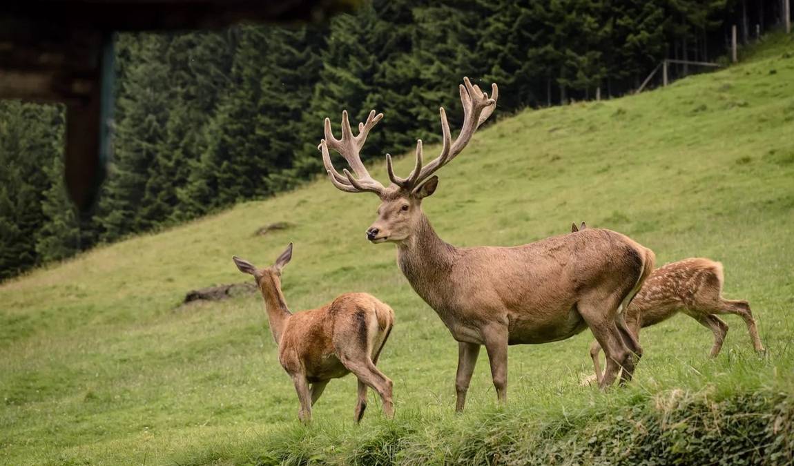 wild & adventure park ferleiten photo 1