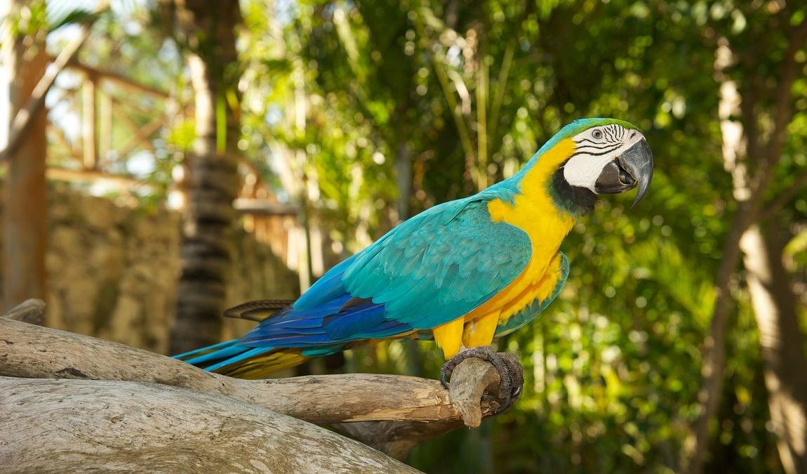 vogelpark maria veen photo 3