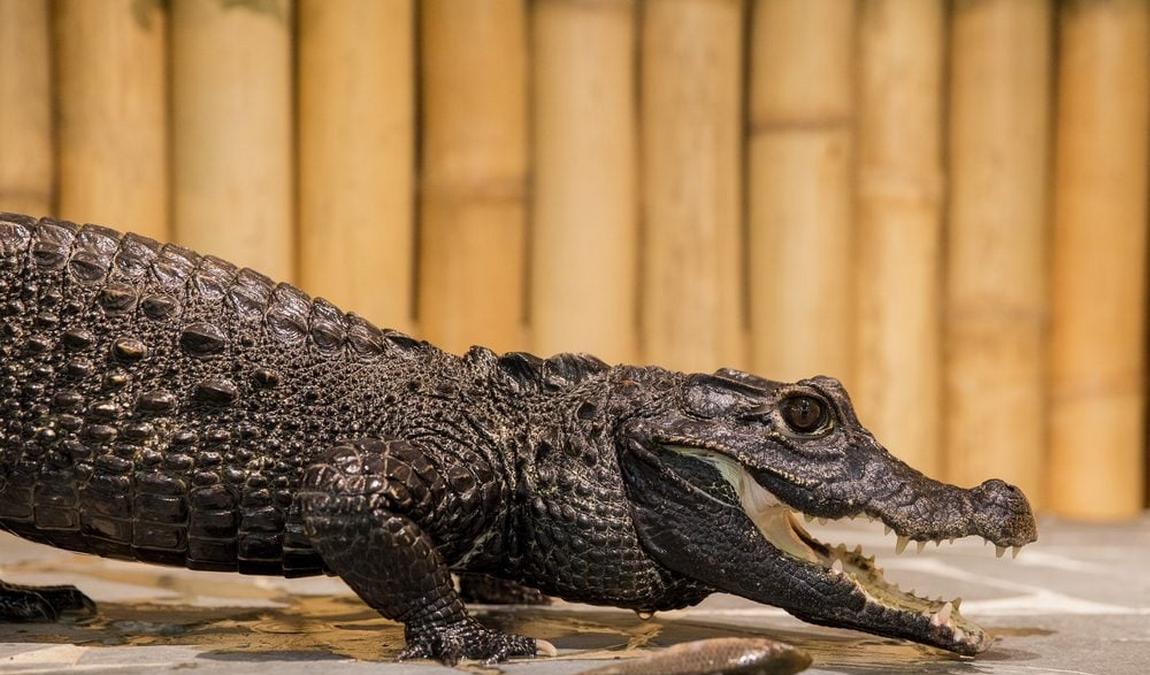 крокодиловый зоопарк фото 1