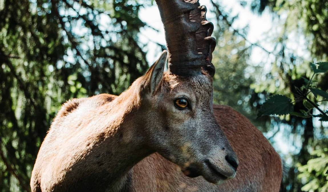 tierpark rosegg photo 5