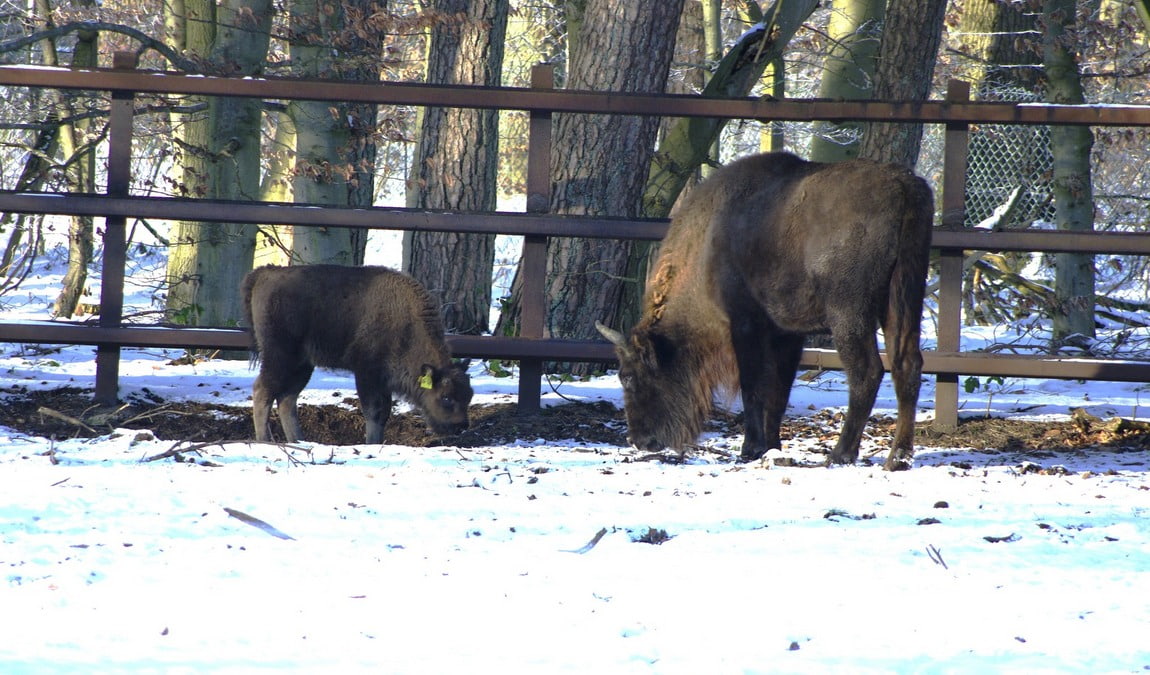 neumünster zoo photo 2