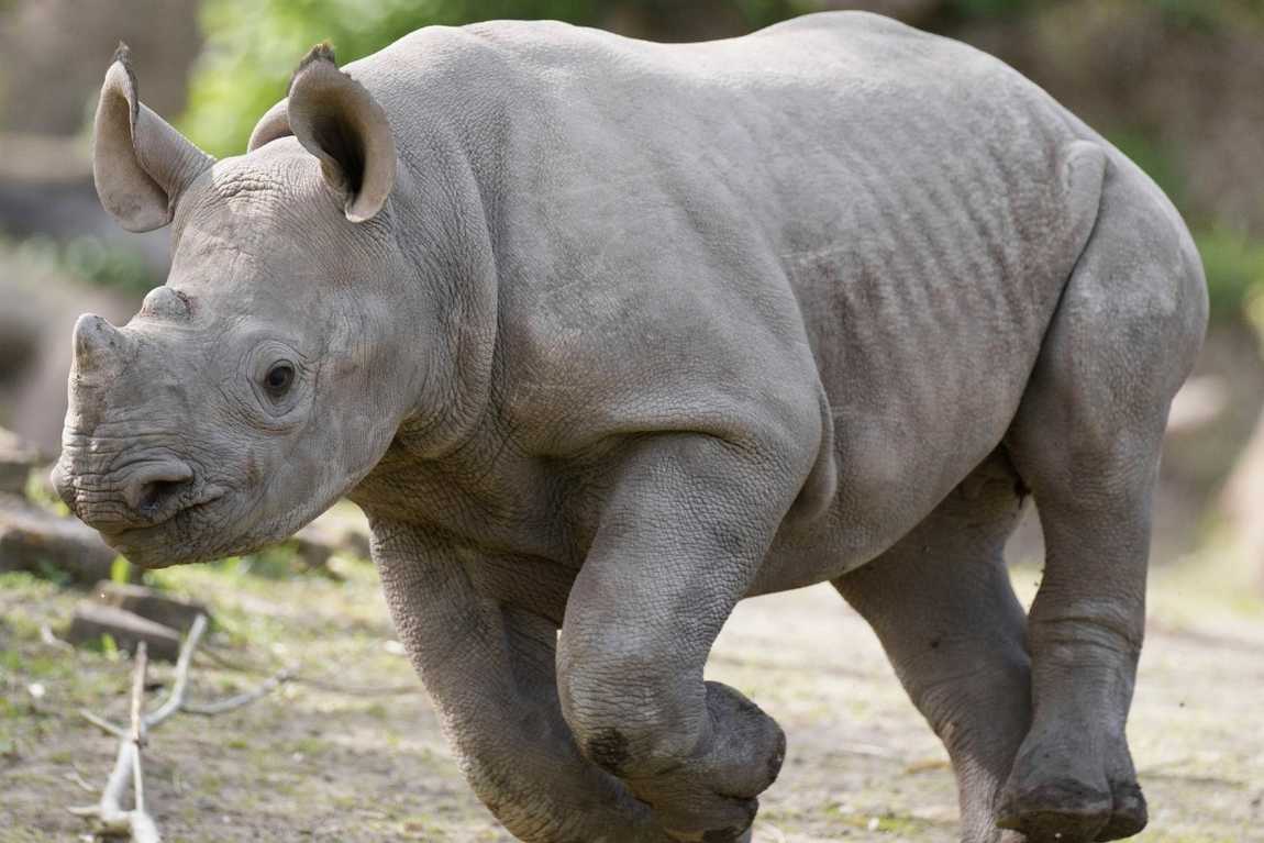 magdeburg zoo photo 1