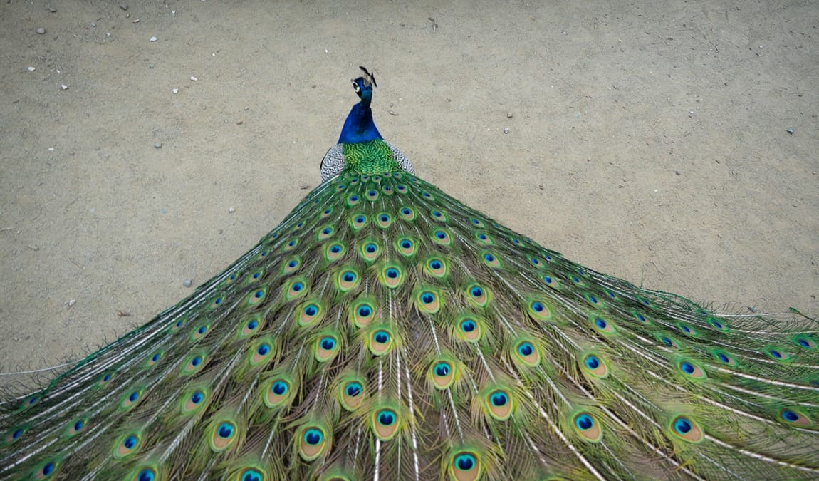 vojan gardens photo 6