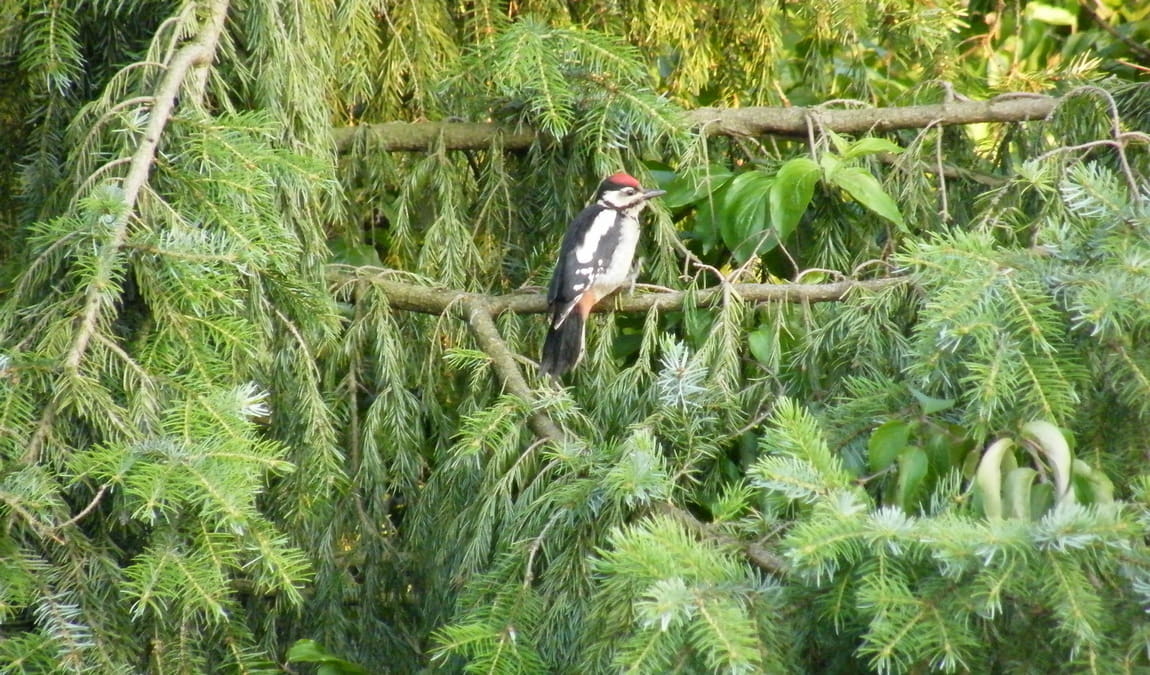 wildlife park dünnwald photo 2