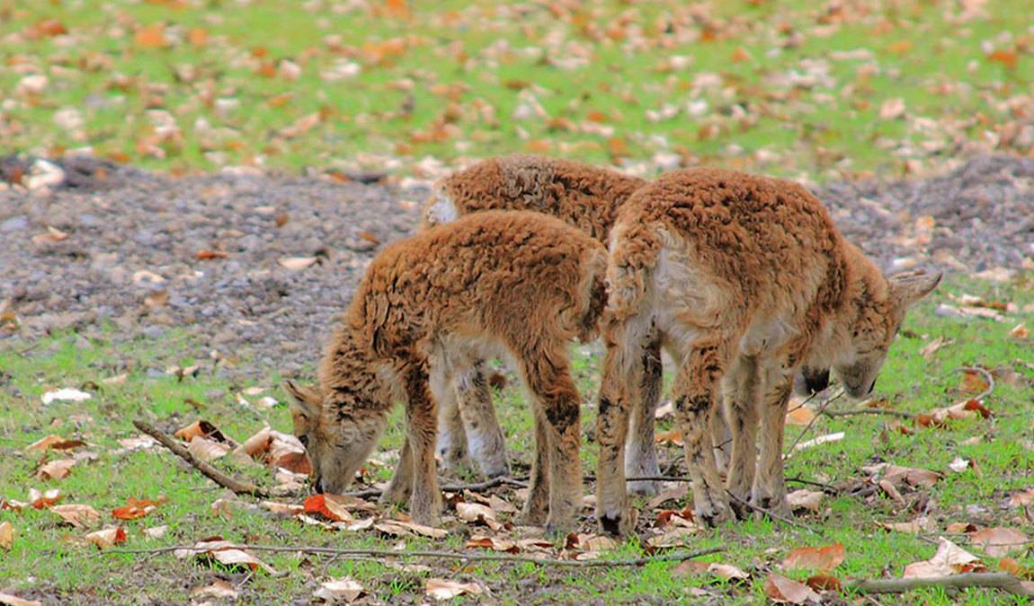 lindenthaler tierpark photo 5