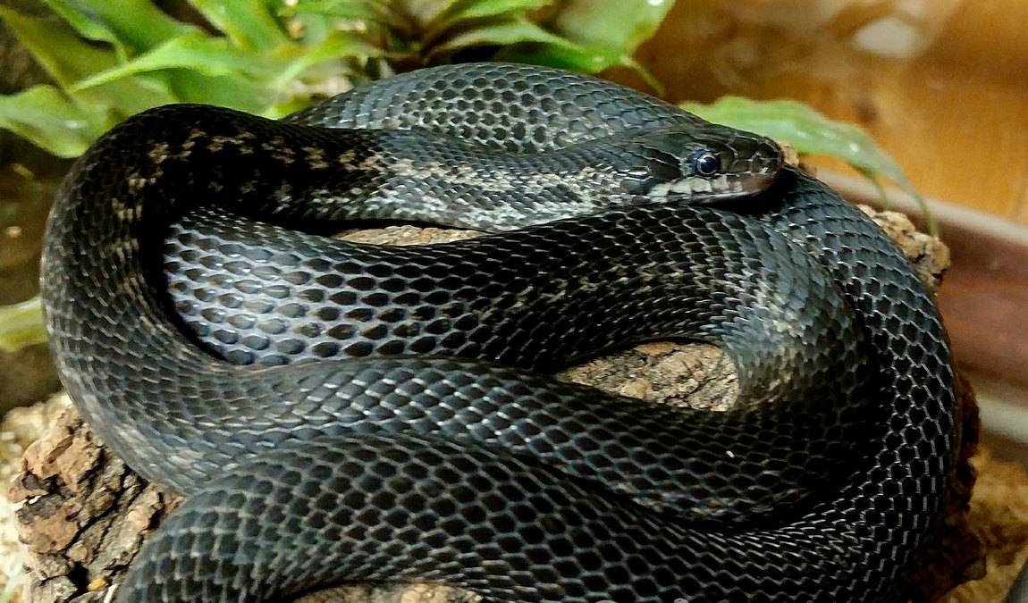 snakeroom serpentarium photo 3