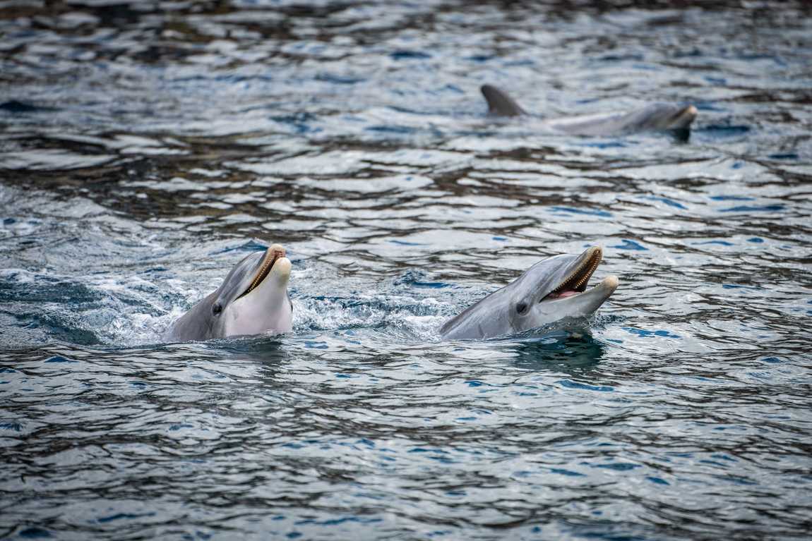 dolphinarium in the zoo of nuremberg photo 4
