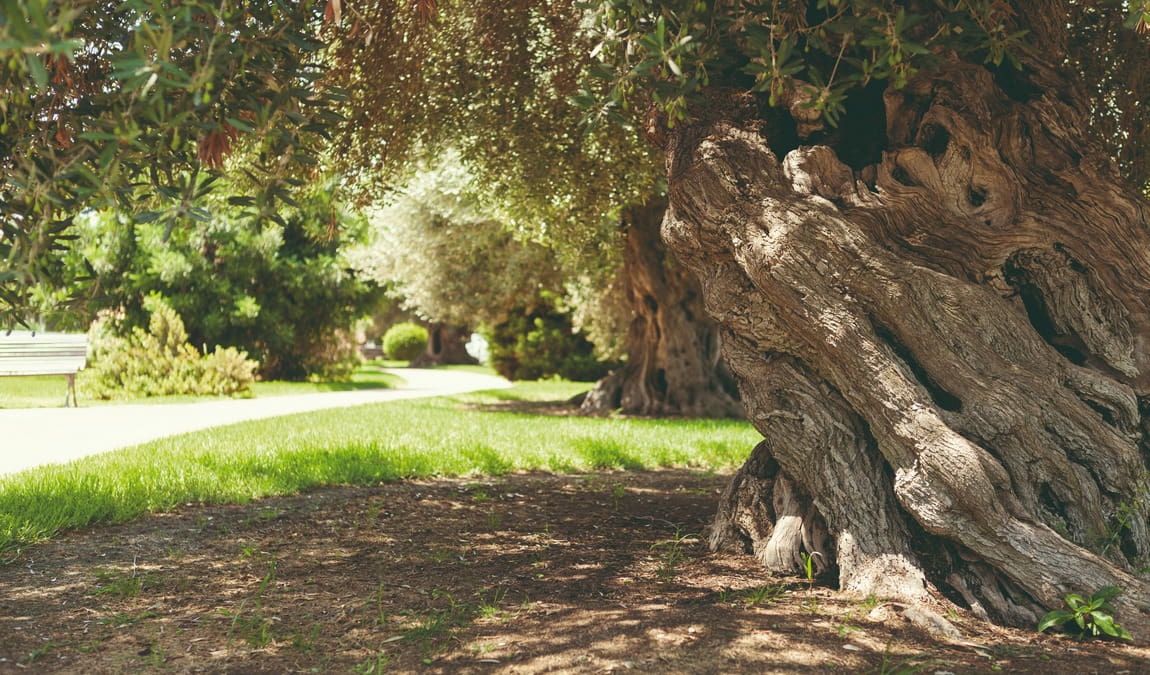salou municipal park photo 1