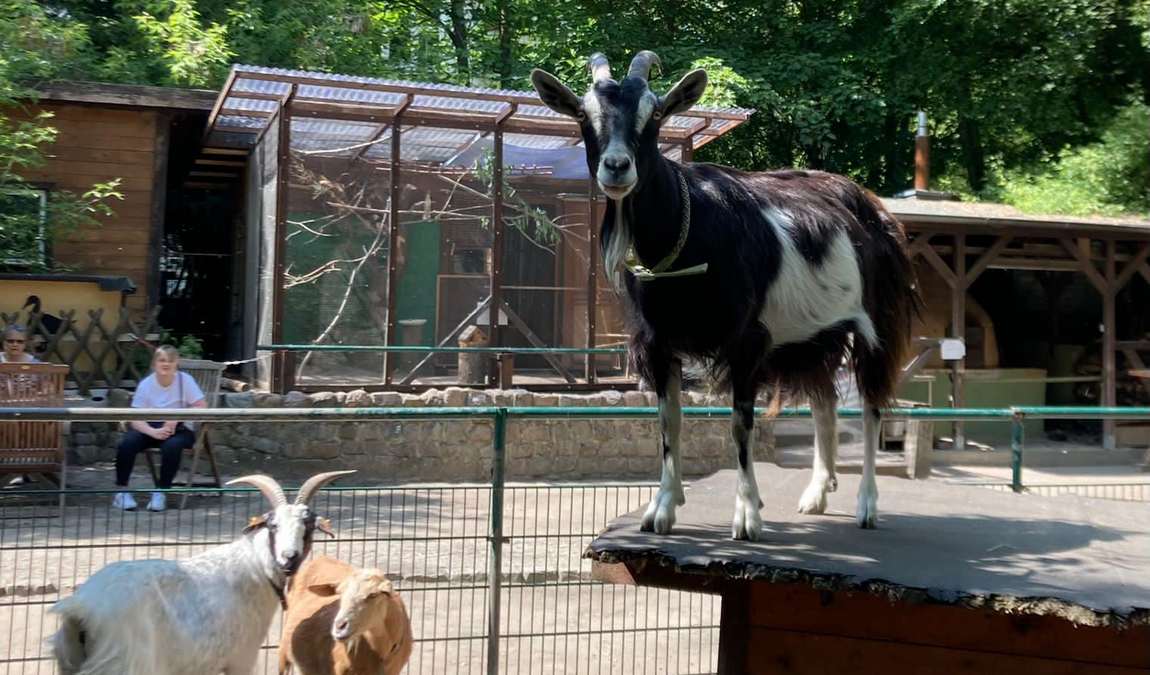 knirpsenfarm children's farm photo 6