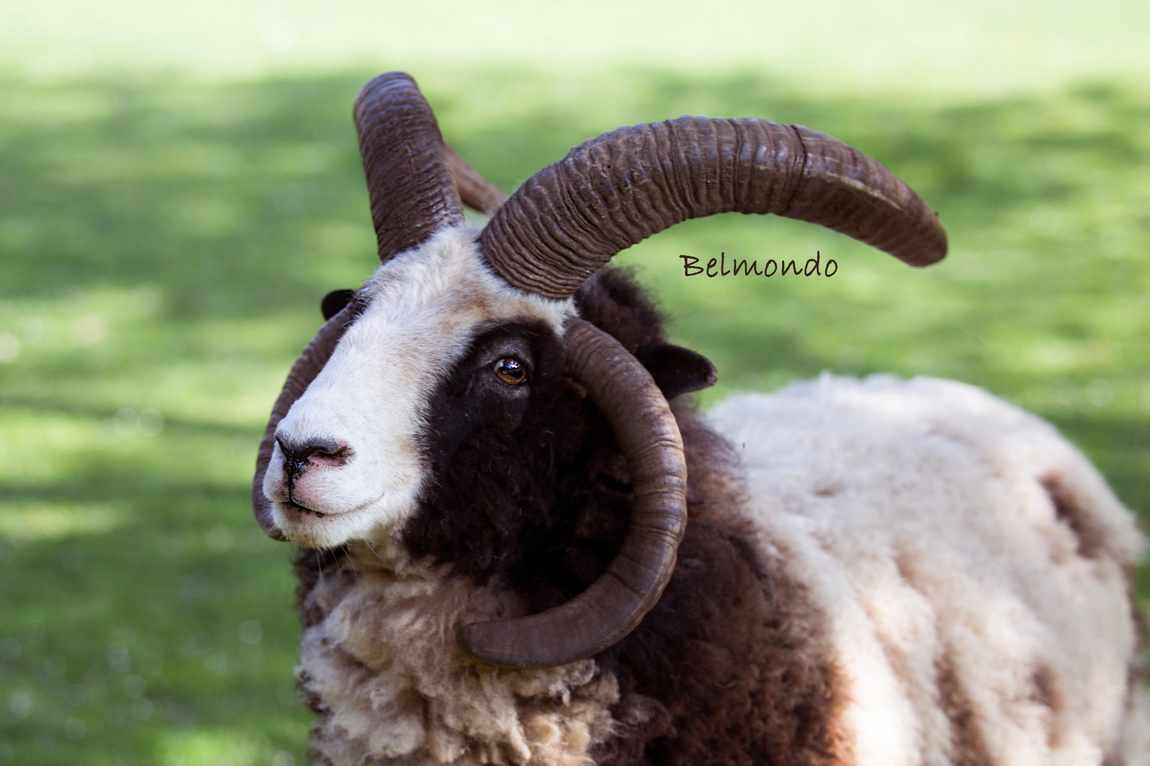 farma kozodoj photo 1