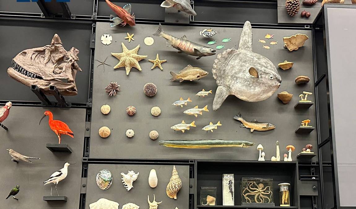 lwl museum of natural history with planetarium photo 2