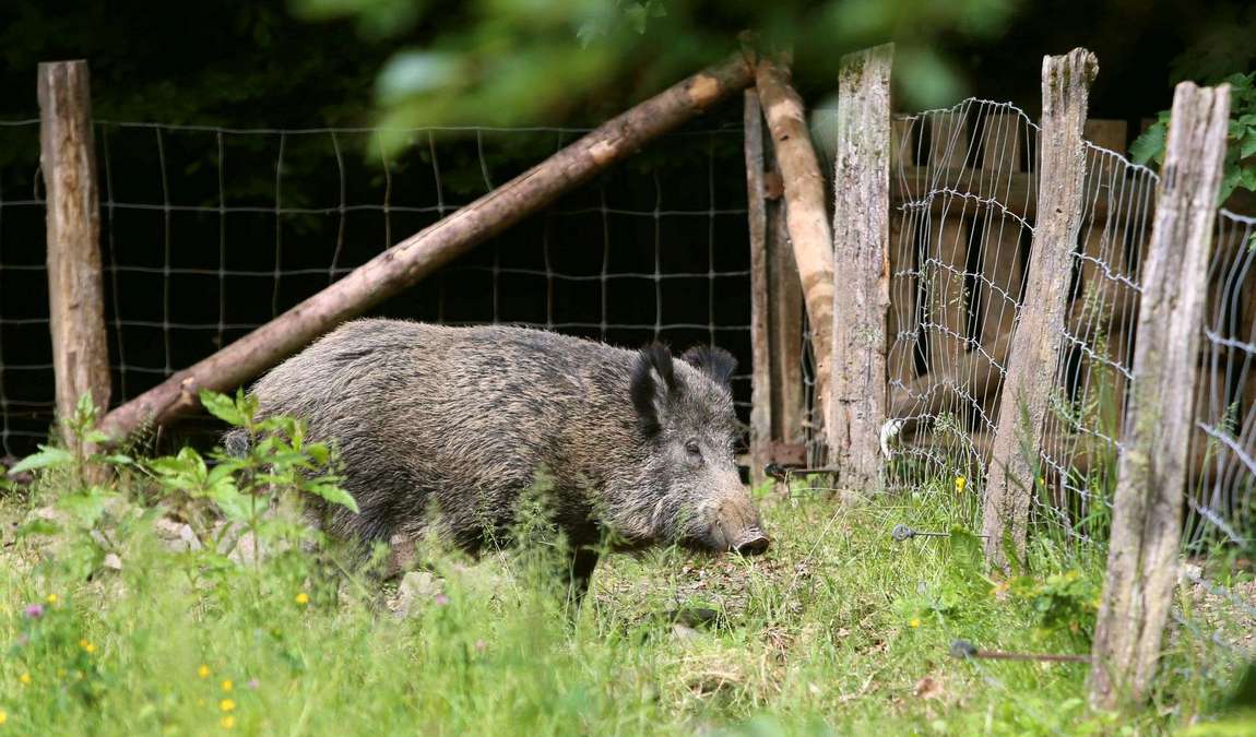 wildpark wiehl photo 4