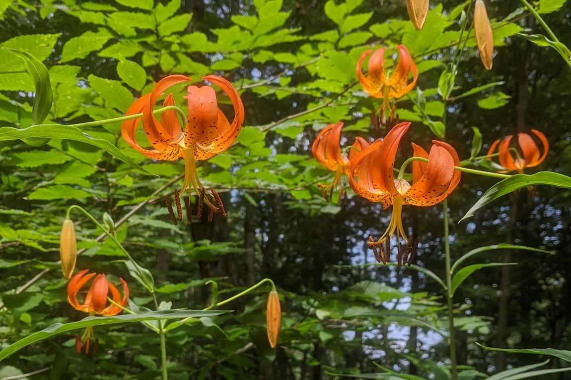 asheville botanical garden photo 6