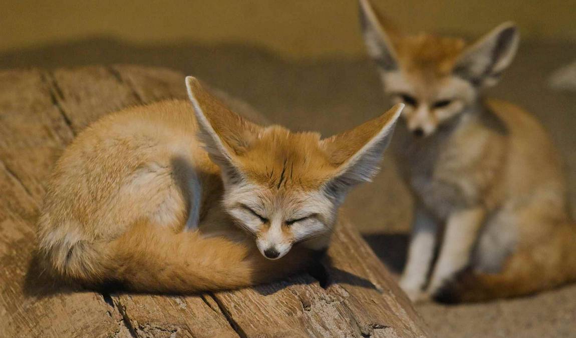 vivarium darmstadt photo 3