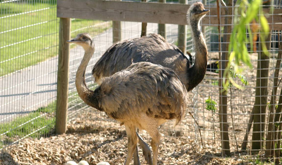 animal wild u. game park preding photo 7