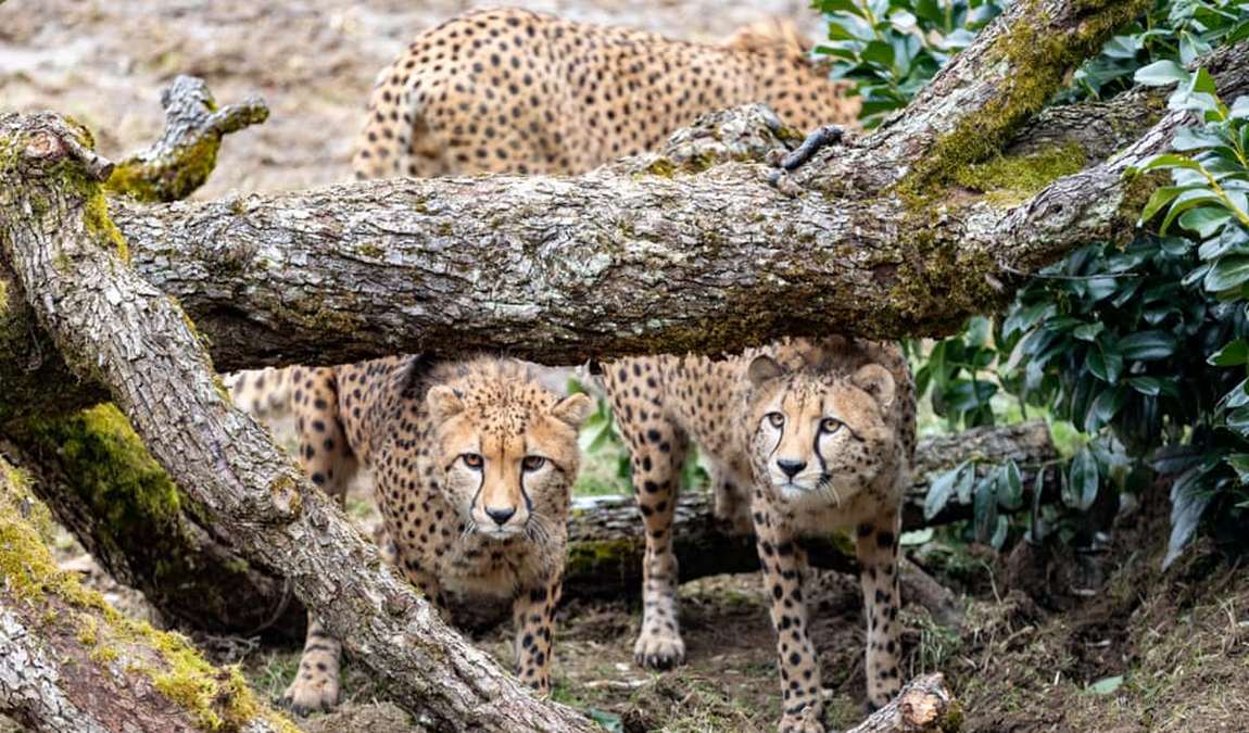 zoo herberstein photo 5