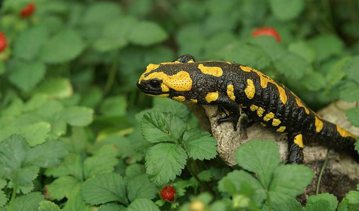 straubing zoo photo 3