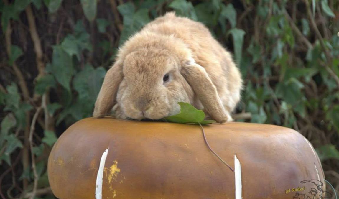 granja escuela el rodeo photo 1