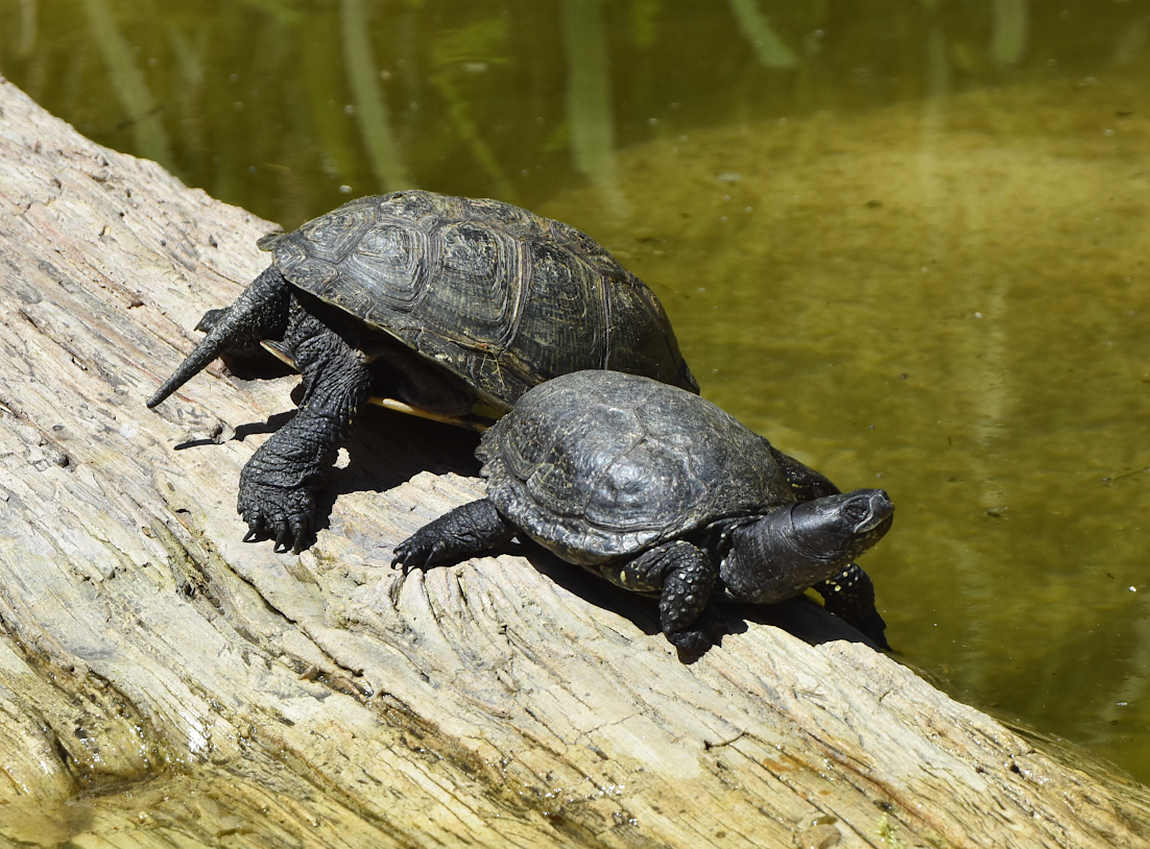 chomutov zoo photo 3