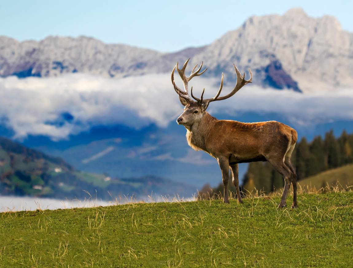 wildlife park aurach photo 2