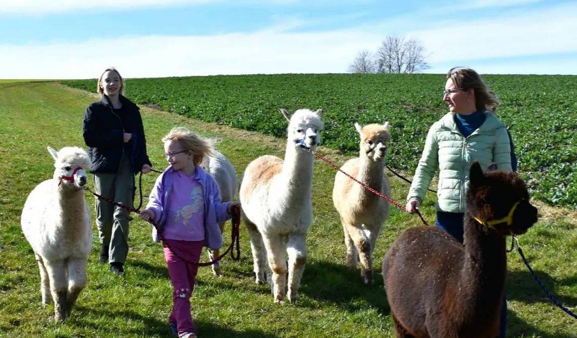alpaka ranch in mittelfranken photo 3