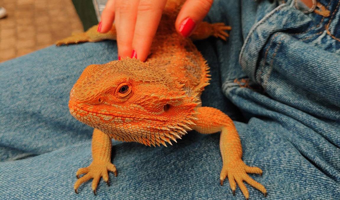 reptilium terrarium and desert zoo photo 1