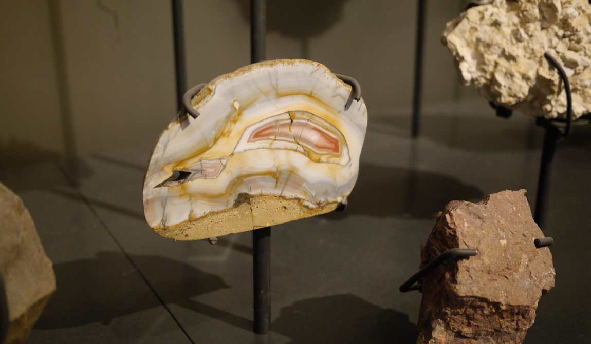 natural history museum photo 6