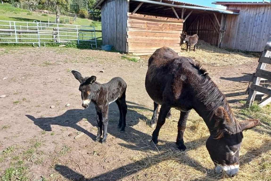 otakarova farma photo 4