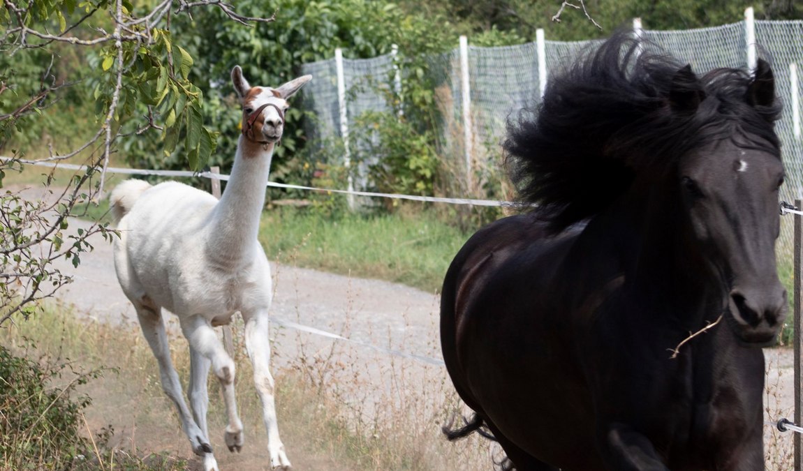 zookoutek u novacku photo 7