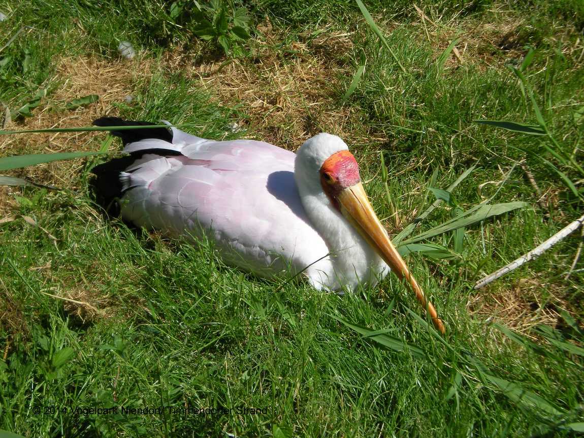 bird park niendorf photo 3