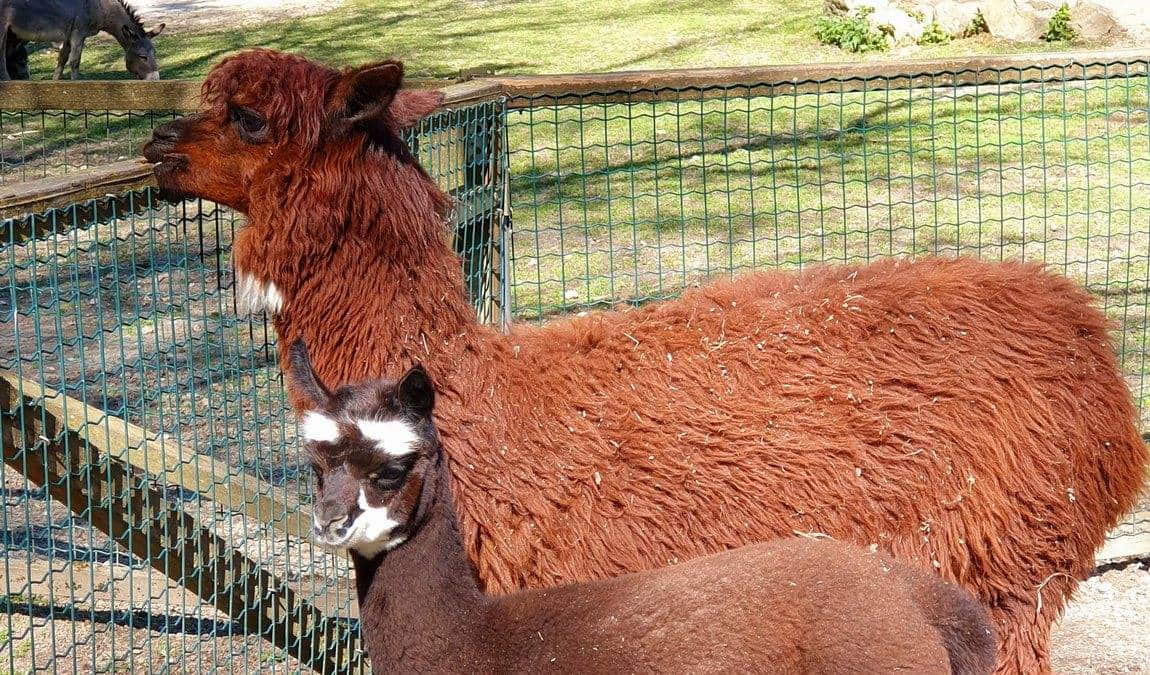 wildpark ortenburg photo 1