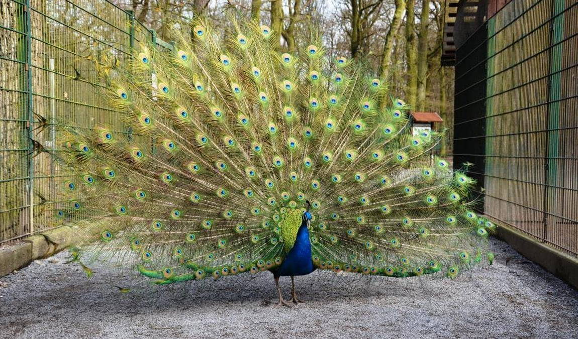 bird park schifferstadt photo 1