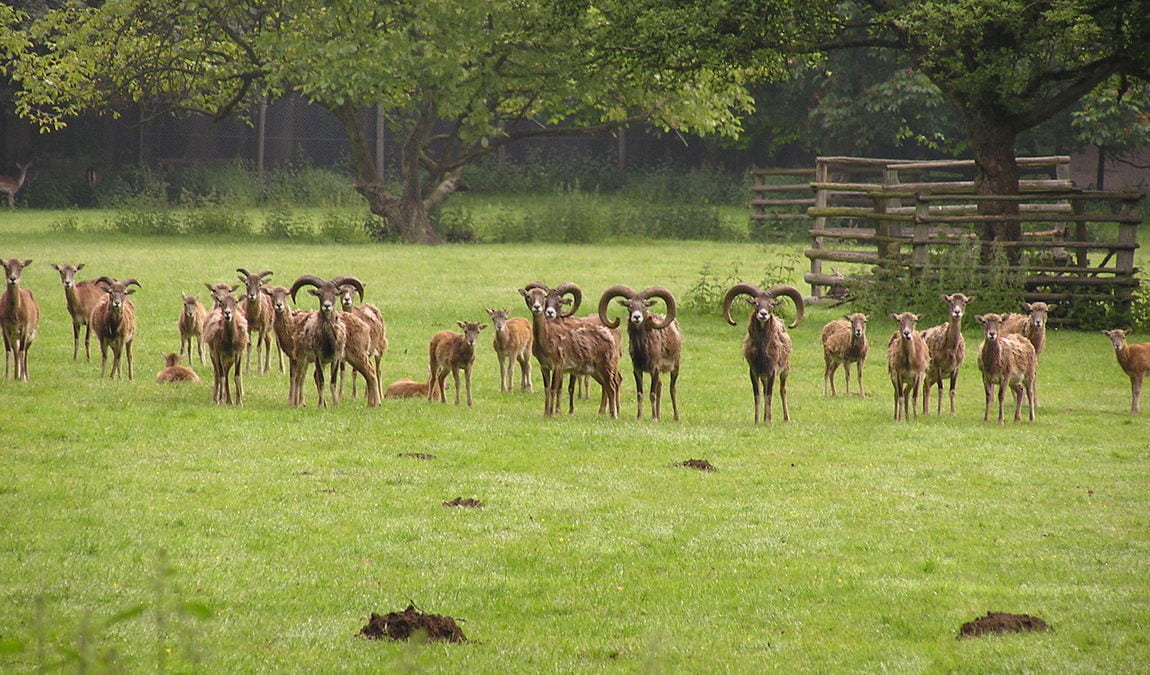 wildlife park dünnwald photo 1