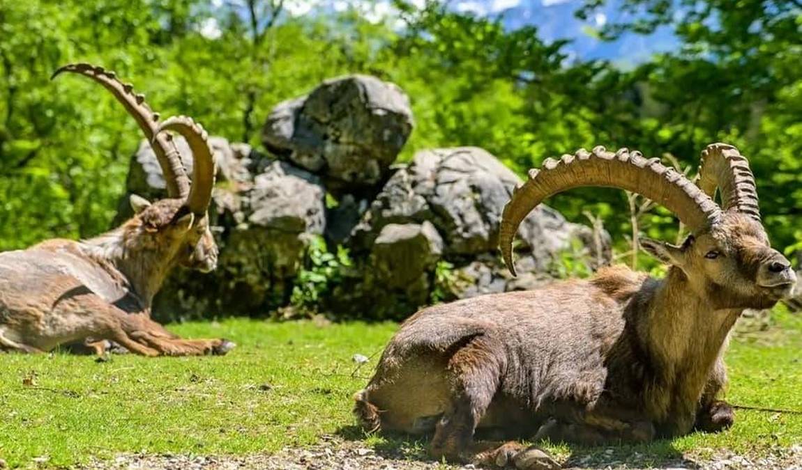cumberland wildlife park grunau photo 1