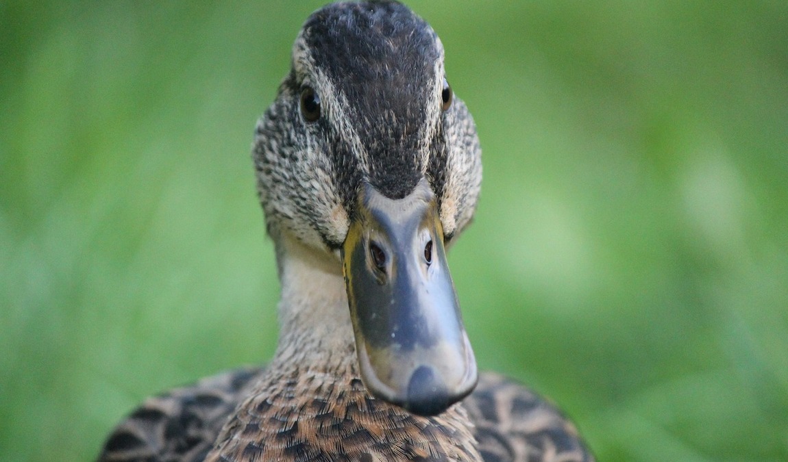 gonsenheimer wild park photo 3