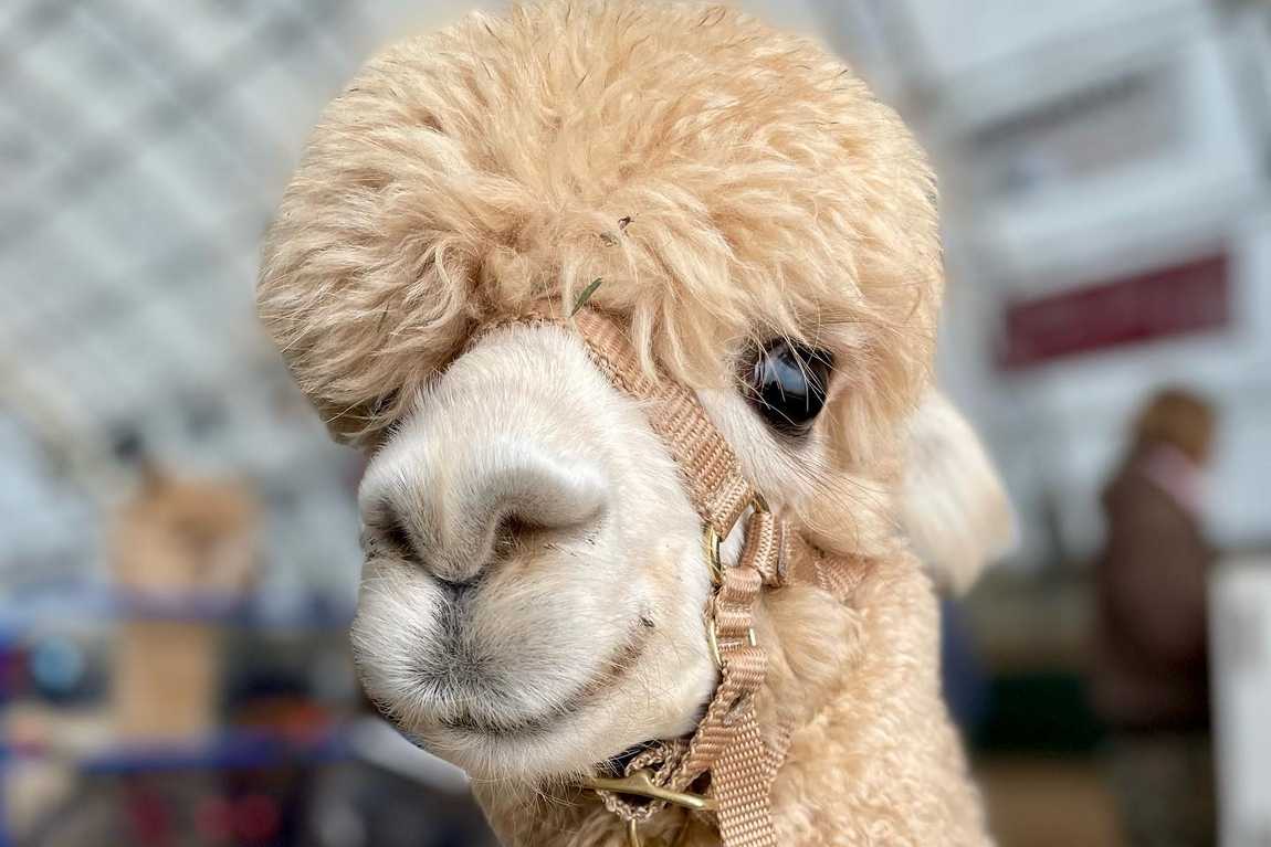 farm and fleece alpaca ranch photo 7