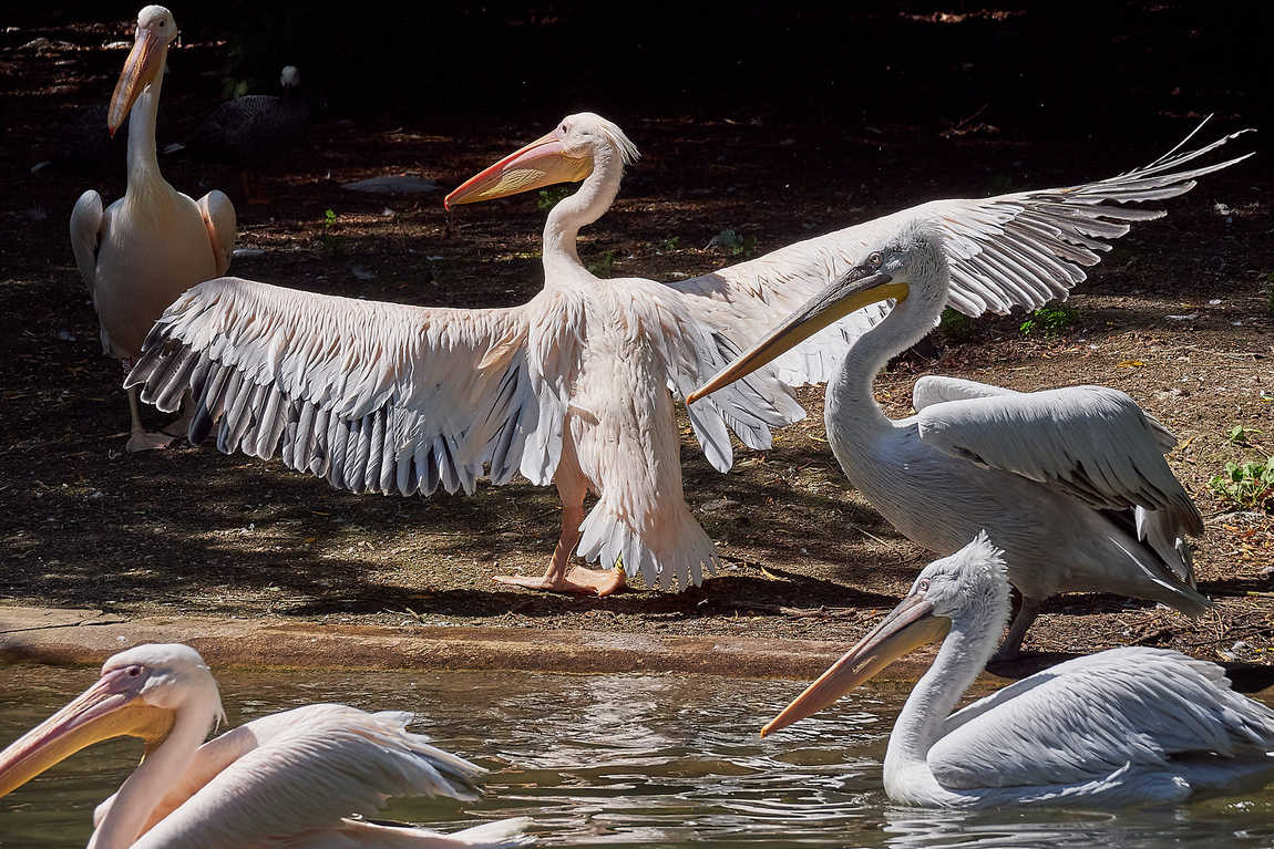 augsburg zoo photo 1