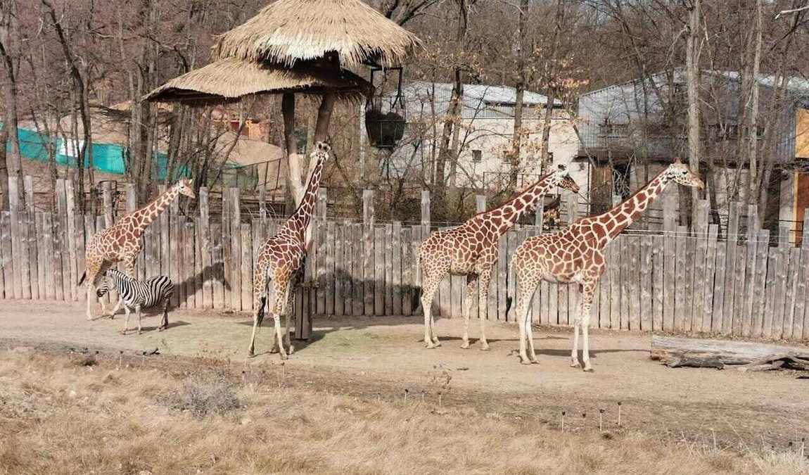 brno zoo photo 12