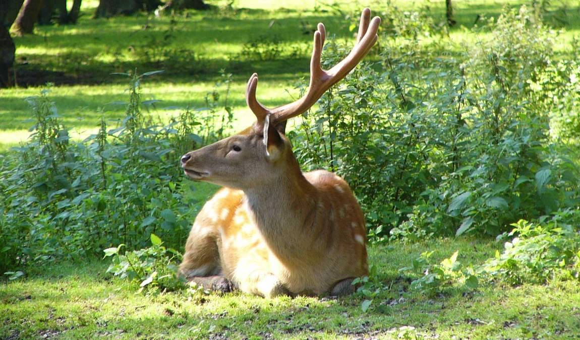 roehrensee animal park photo 1