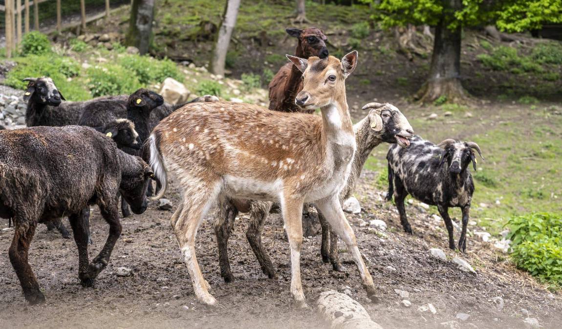doppelmayr zoo photo 1