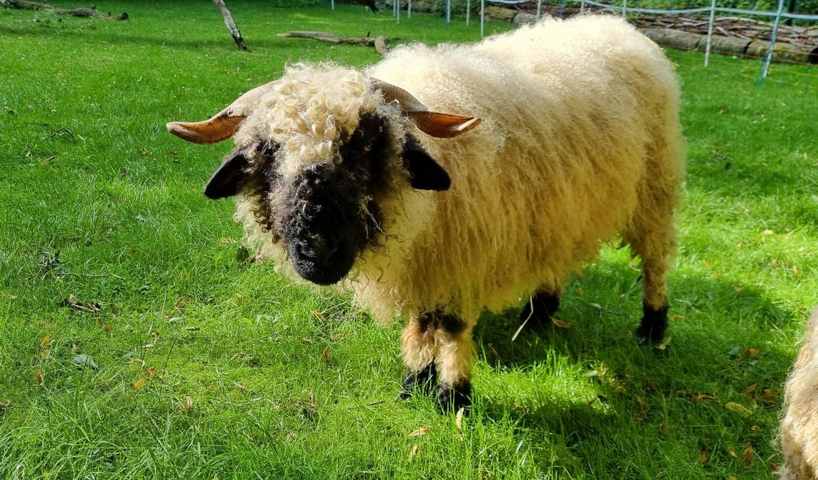 neumünster zoo photo 4