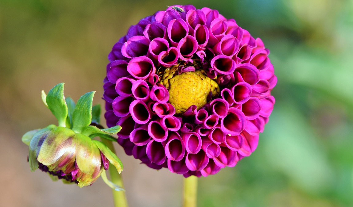 dahlia garden photo 4
